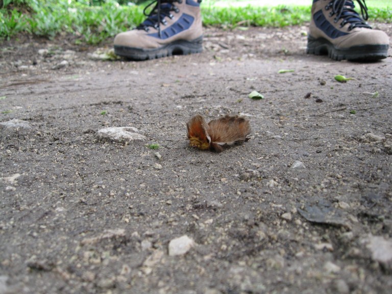 slideshow image